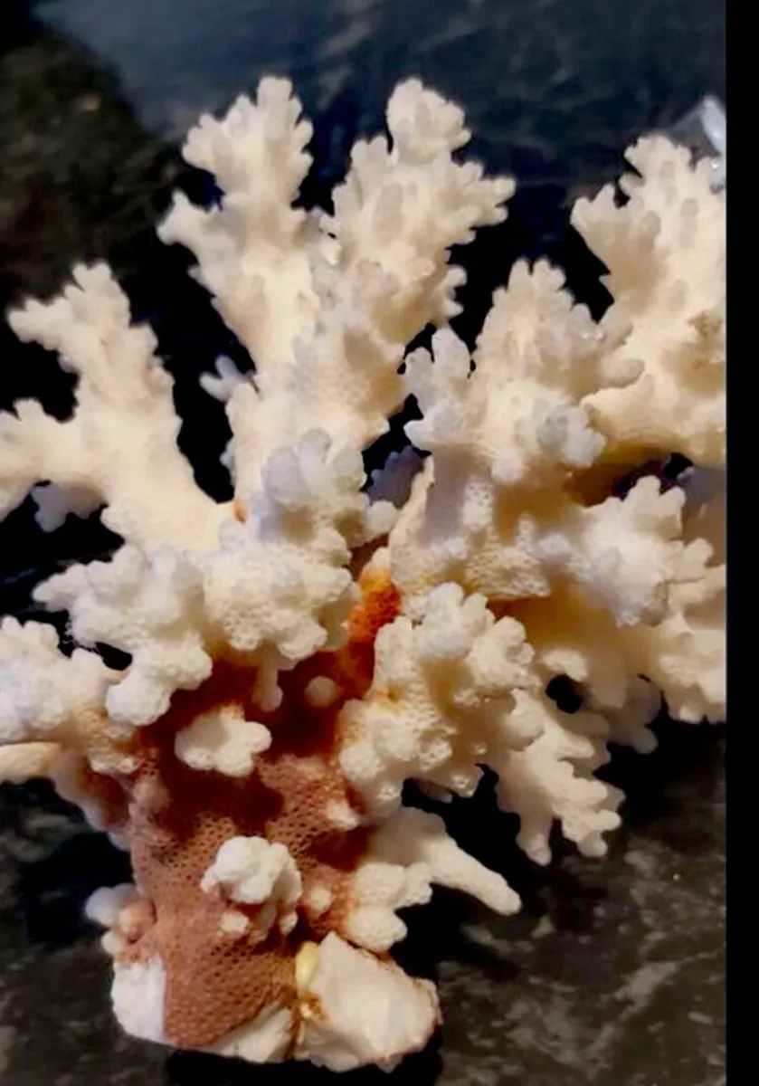 Rare real large white coral - Image 1