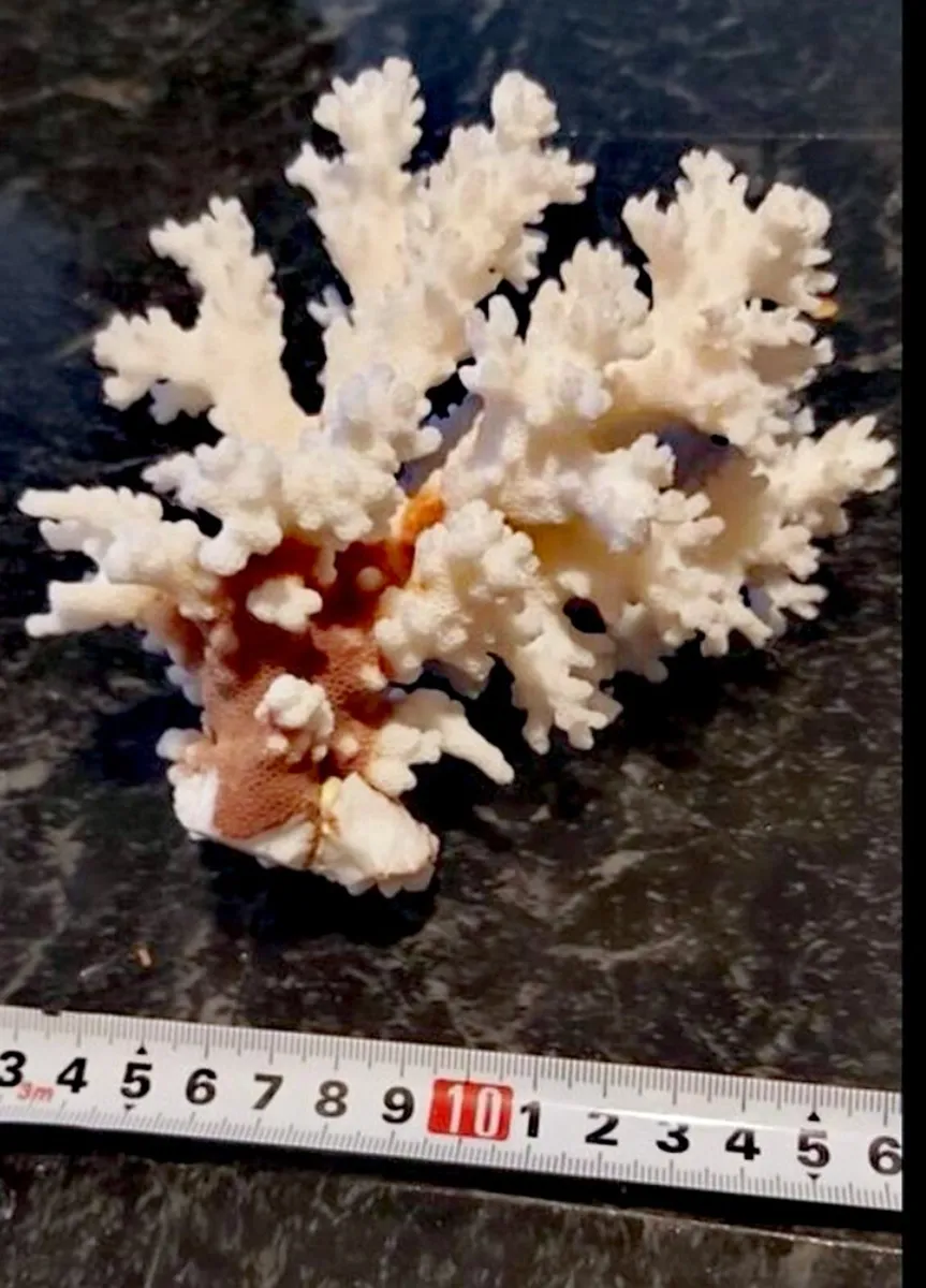 Rare real large white coral - Image 3