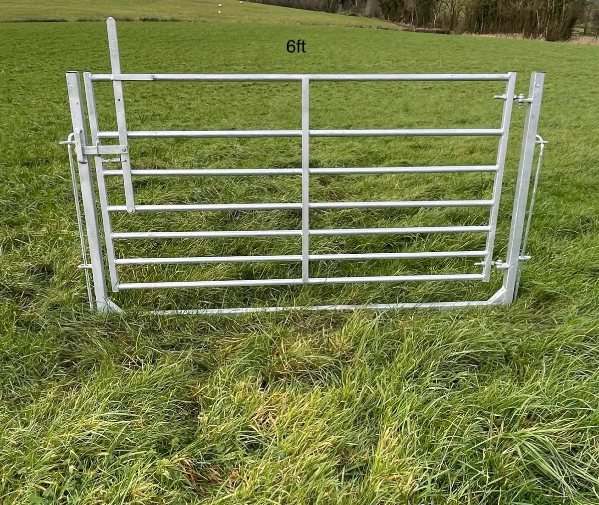 Sheep Swinging gates in frame - Image 2