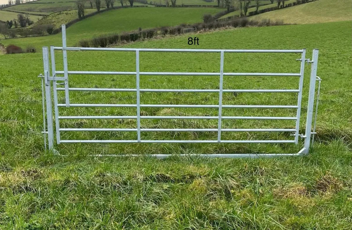 Sheep Swinging gates in frame - Image 3