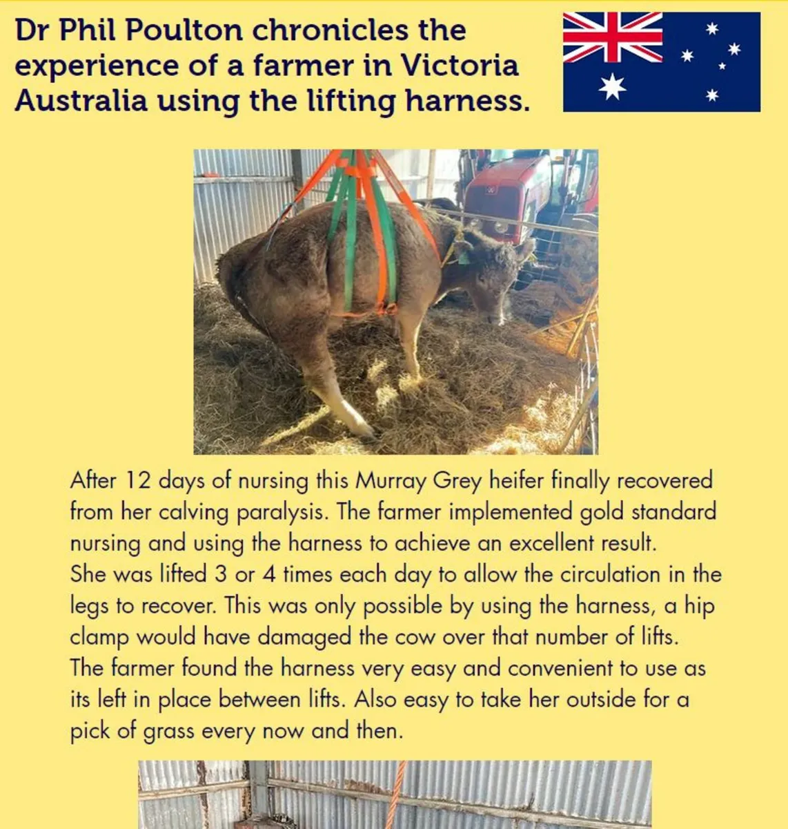 Cow Lifting Harness - Free Delivery - Image 3