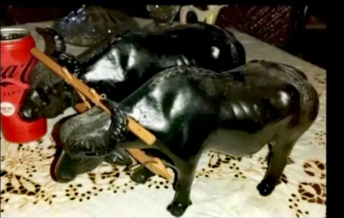 Rare pair of glazed terracotta ox - Image 1