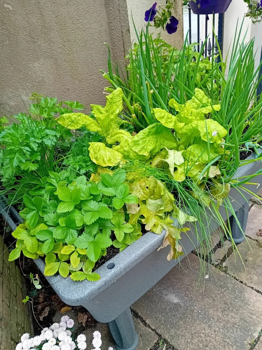 Raised Bed - Oasis - Image 4