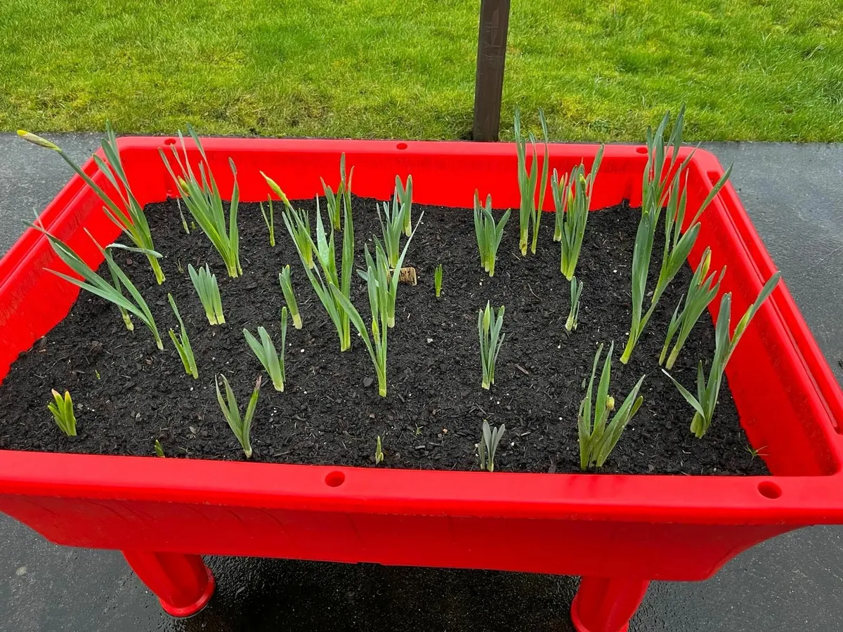 Raised Bed - Oasis - Image 4