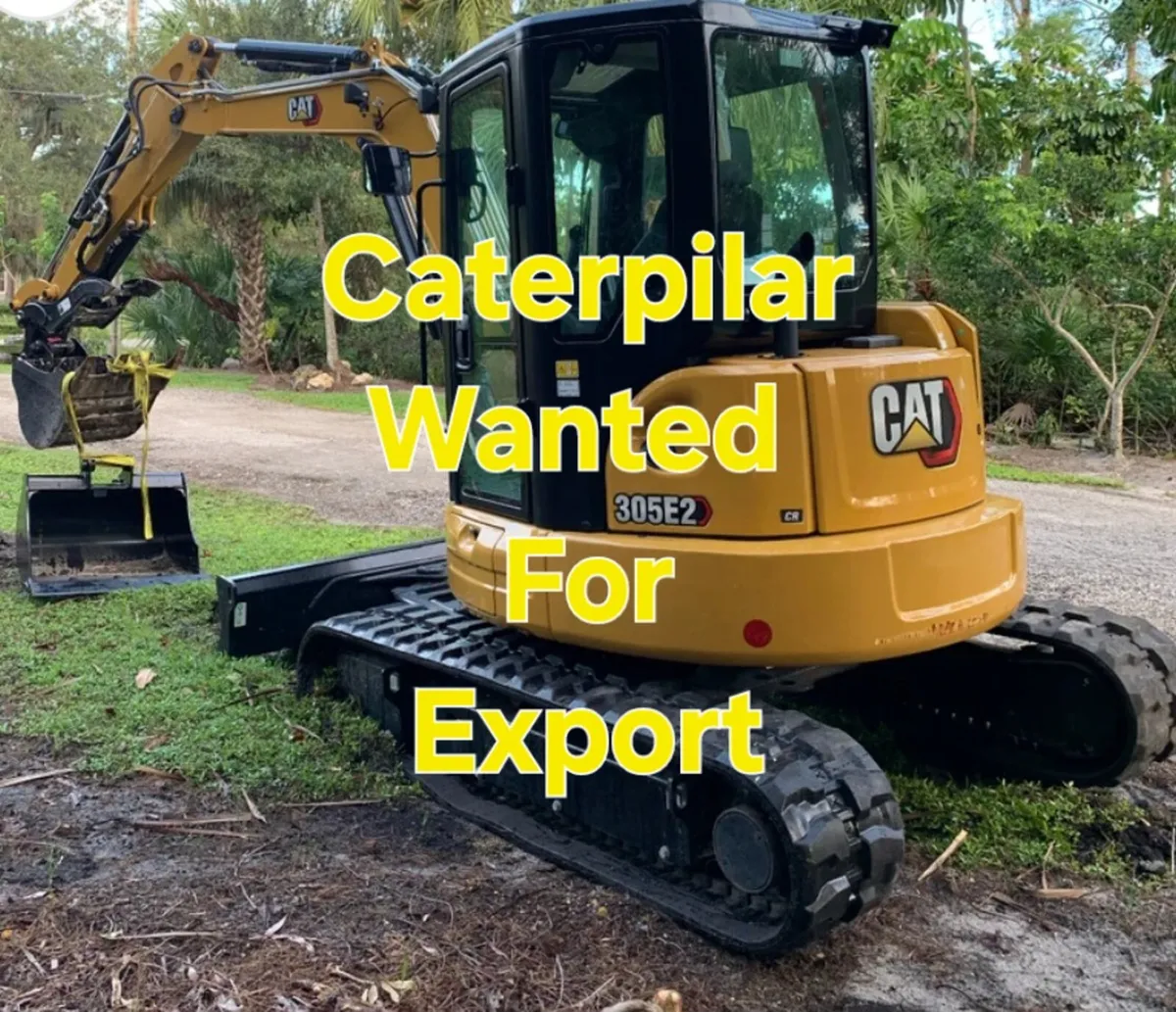 Cat Wanted for Export - Image 1