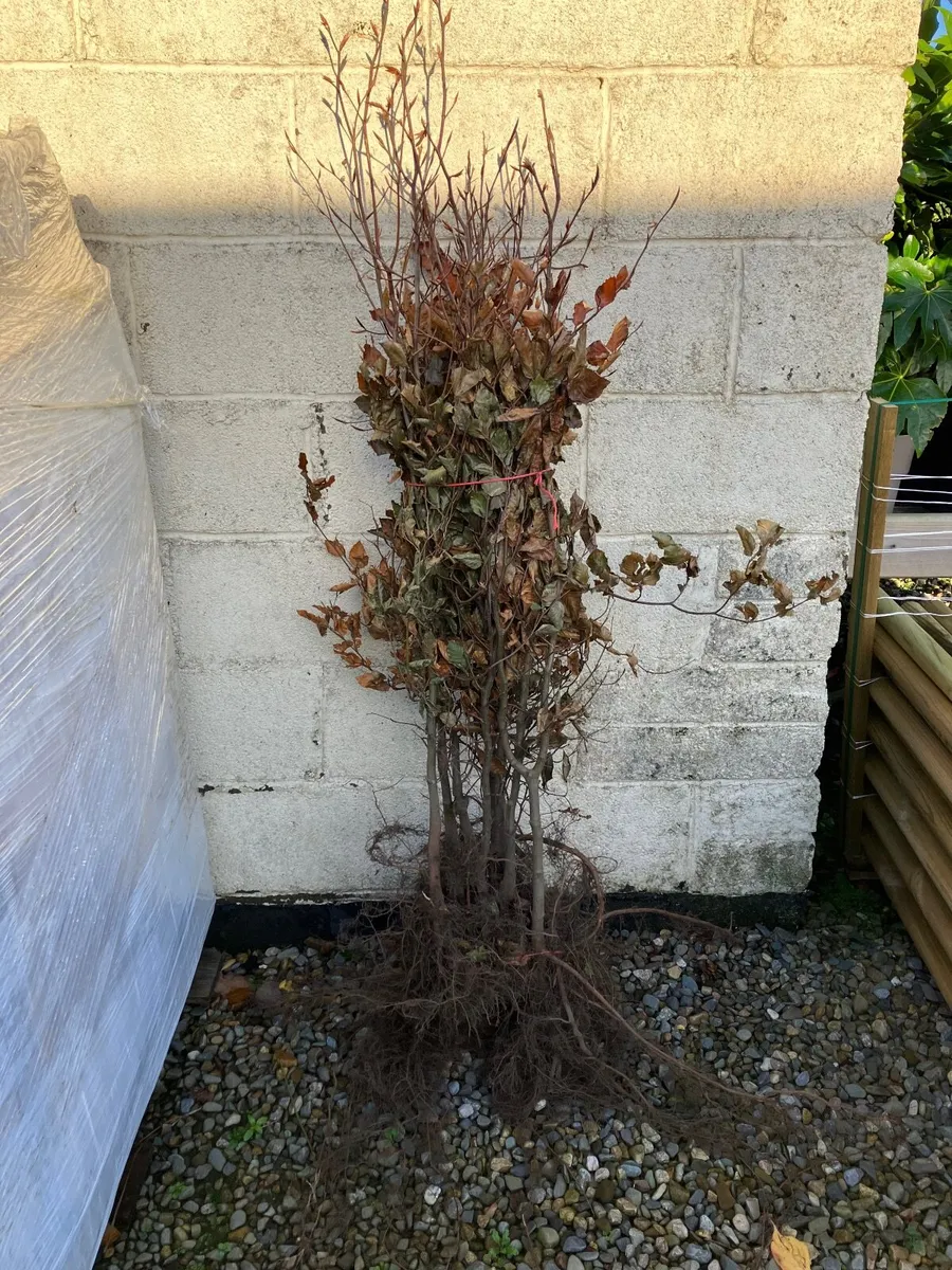 Beech hedging - Image 3