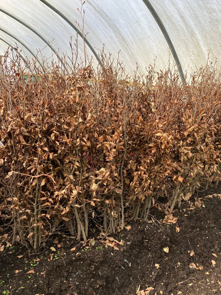 Beech hedging - Image 1