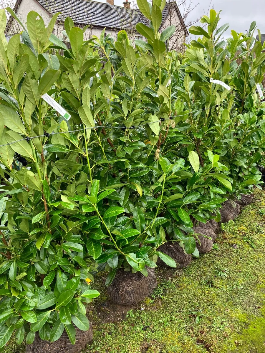 Bare root box  hedging - Image 4