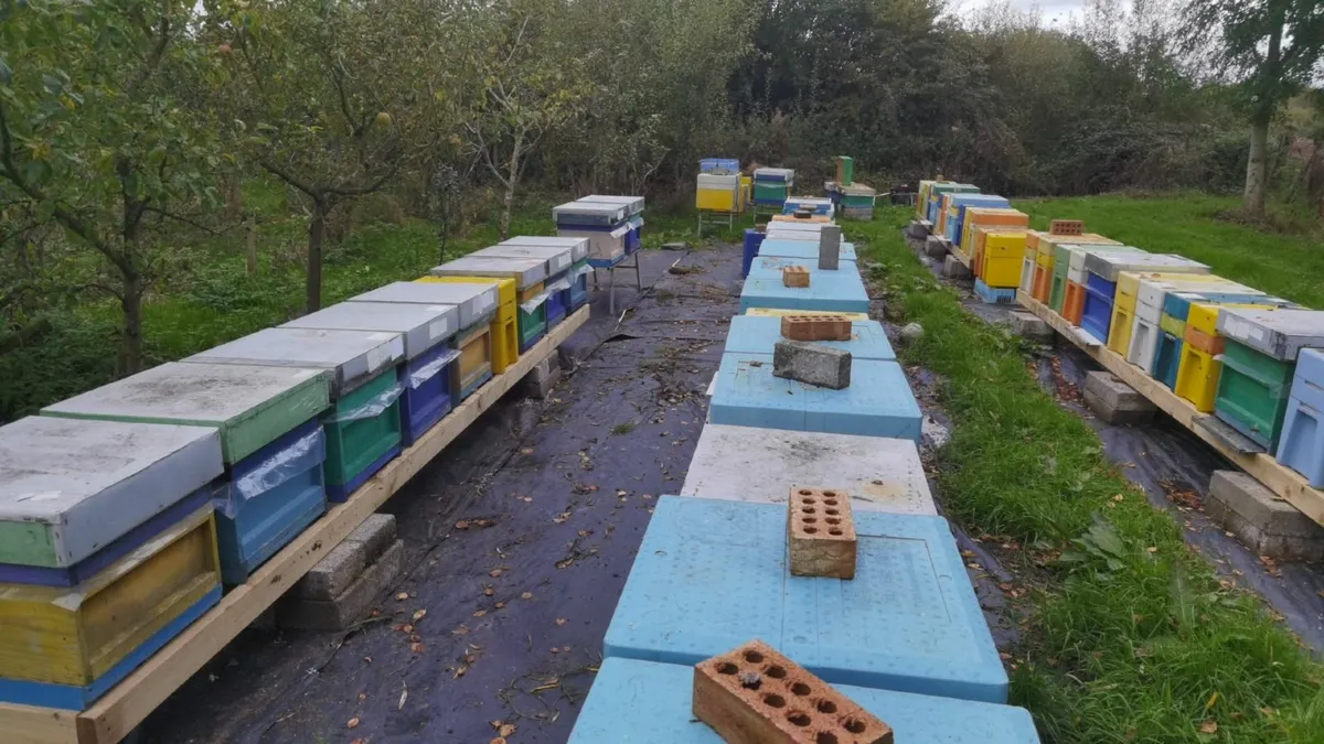 QUEEN BEES, nucs, timber hives - Image 3
