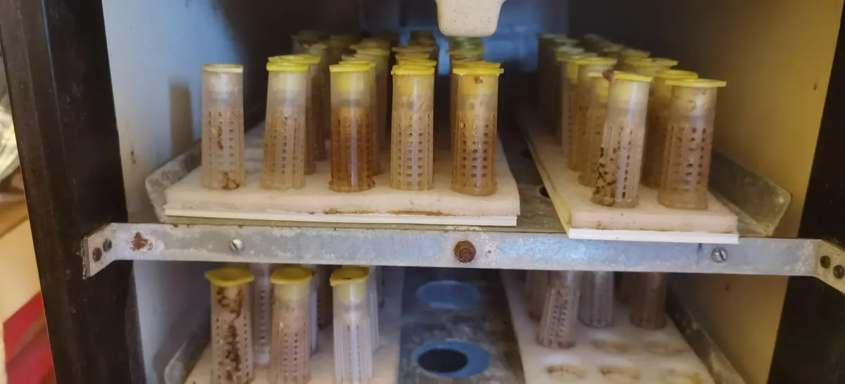 QUEEN BEES, nucs, timber hives - Image 4