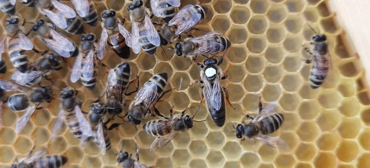 QUEEN BEES, nucs, timber hives - Image 1