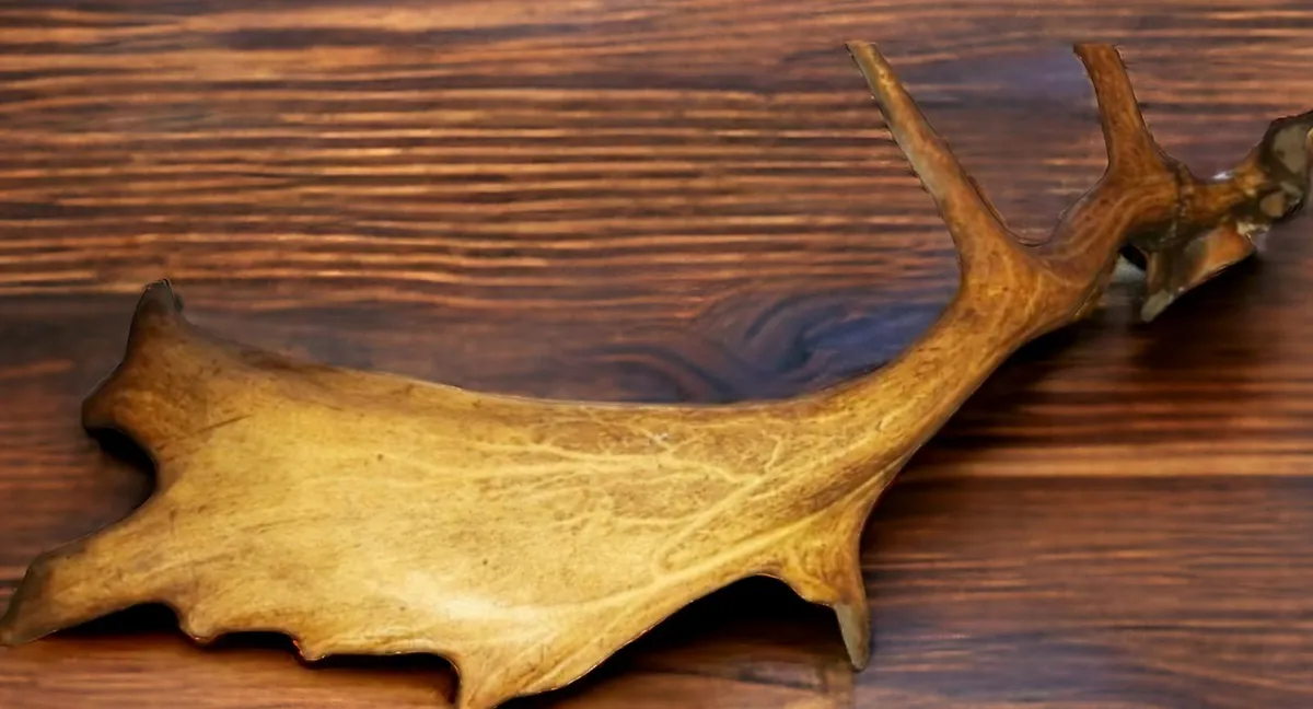 Antique antler - Image 1