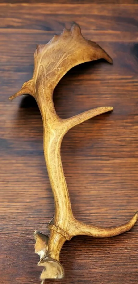Antique antler - Image 2