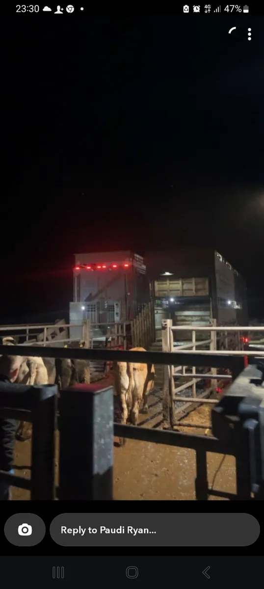 Wanted.all cattle