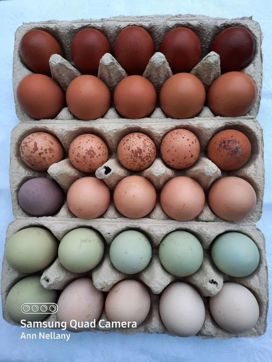 Poultry Hatching eggs - Image 1
