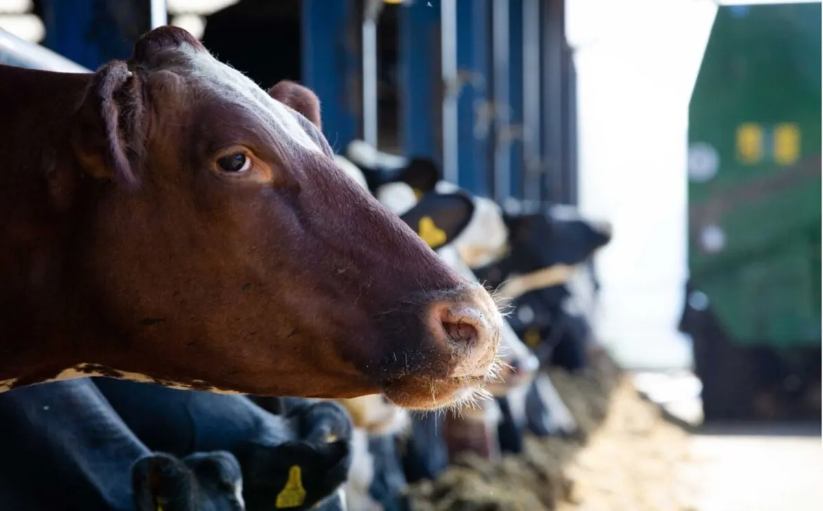 KEENAN diet feeders - Image 4