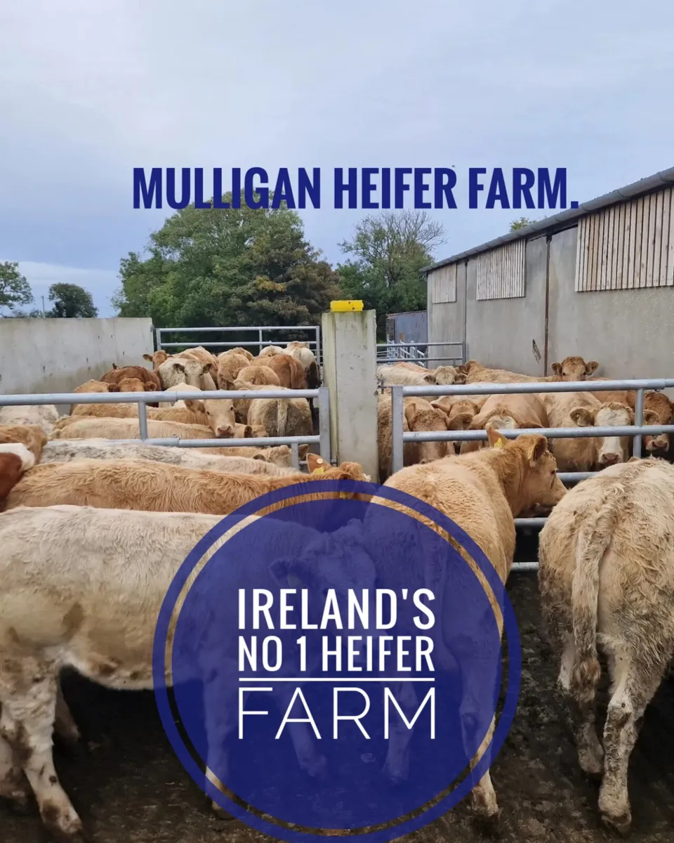 2026 West of Ireland Heifers - Image 1