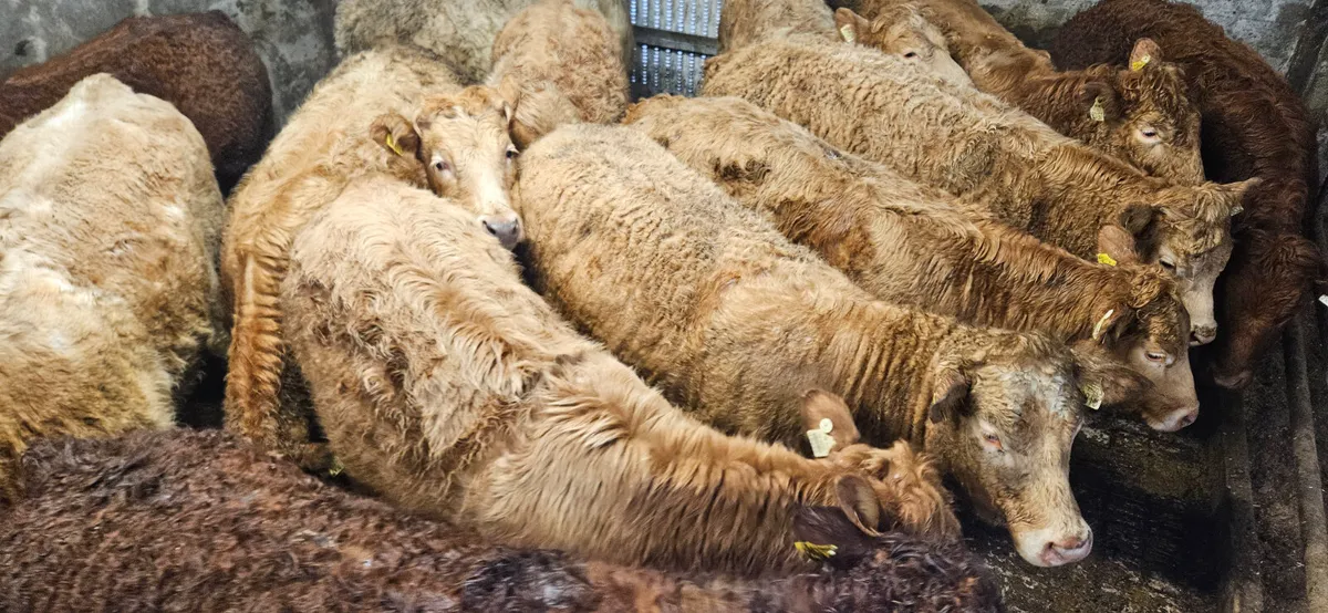 2026 West of Ireland Heifers - Image 2