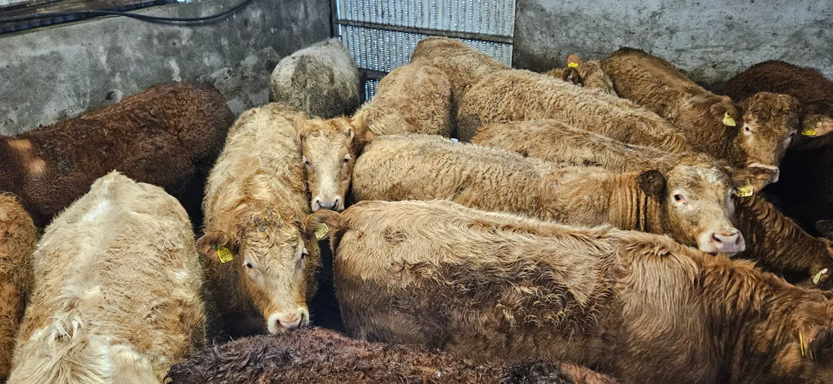 2026 West of Ireland Heifers - Image 4