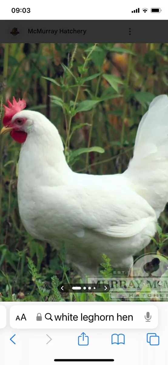 Ballinrobe mart Wednesday  the 4th of march - Image 4