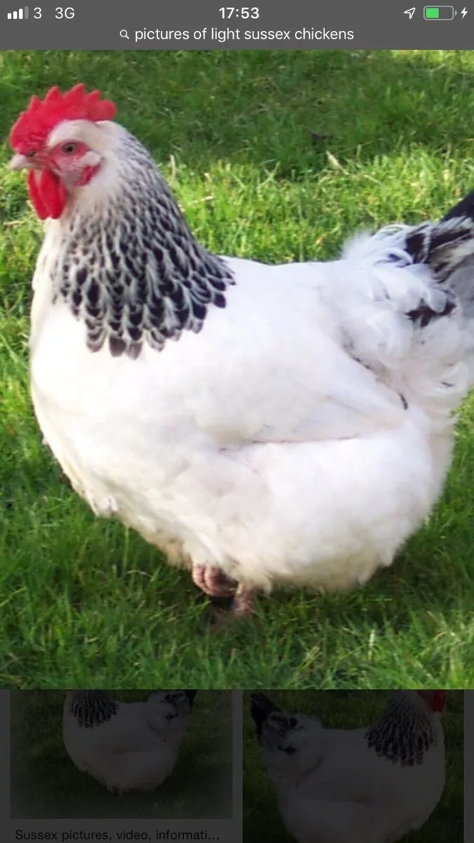 Ballina Mart Tuesday the 3th of march - Image 1