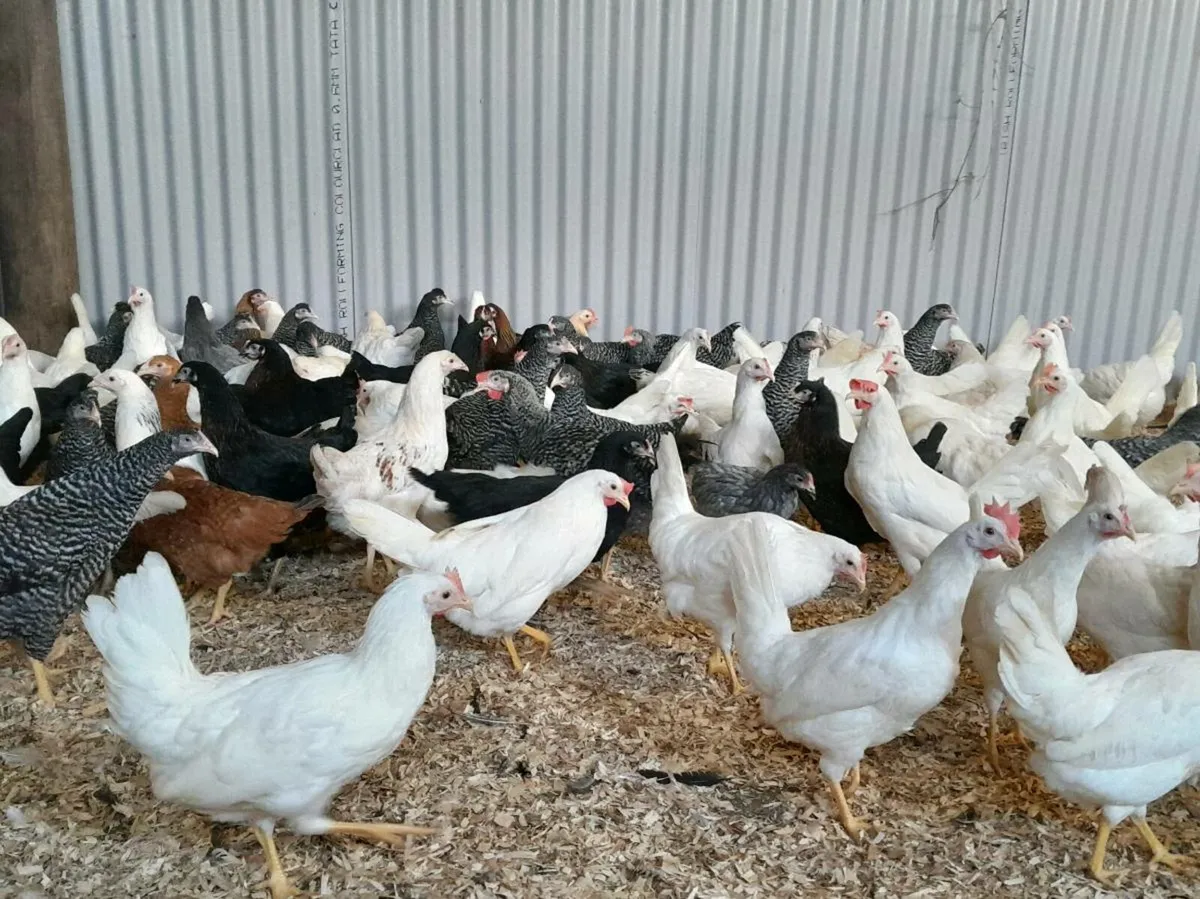 Poultry - Image 1