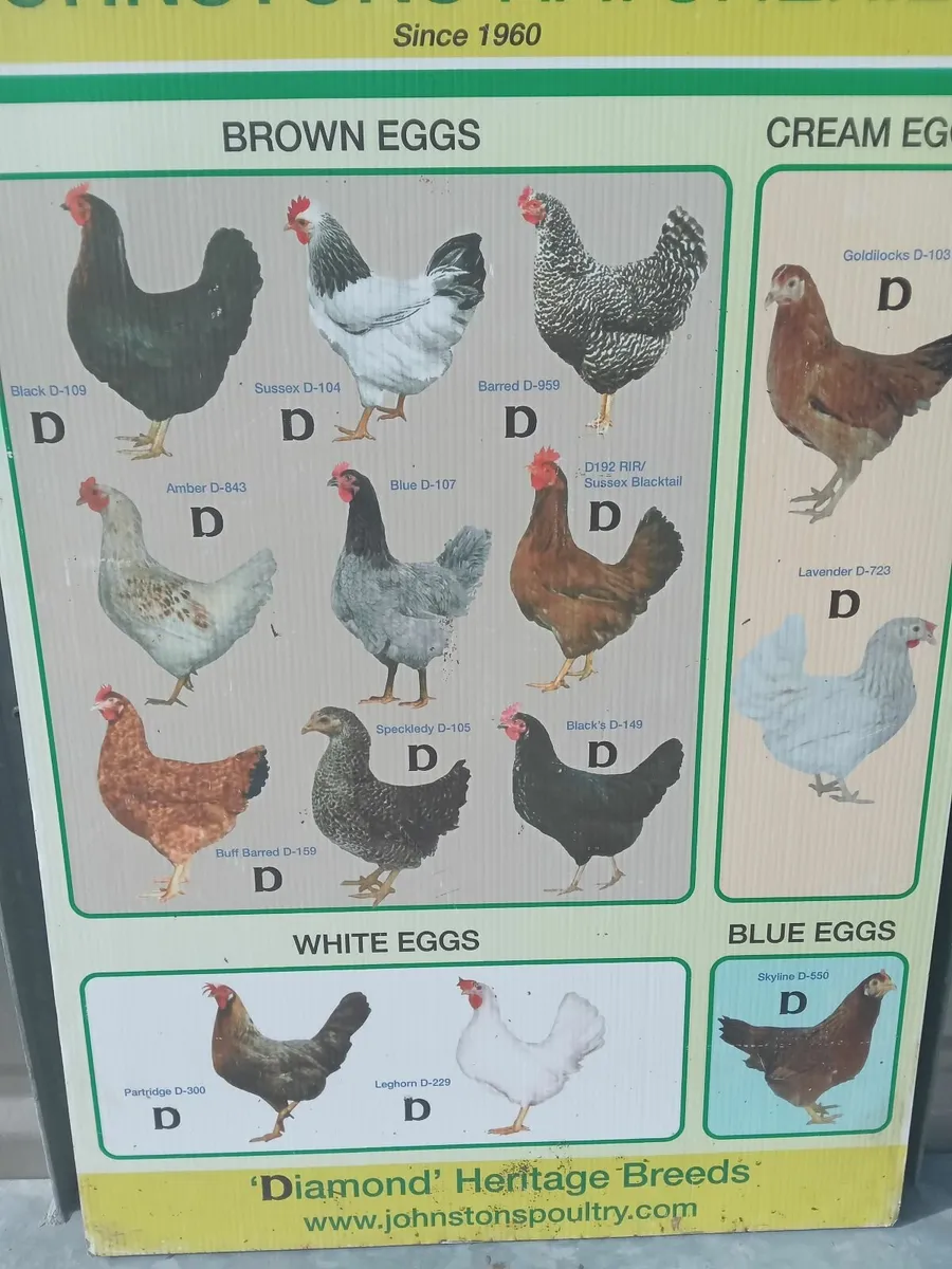Poultry - Image 2