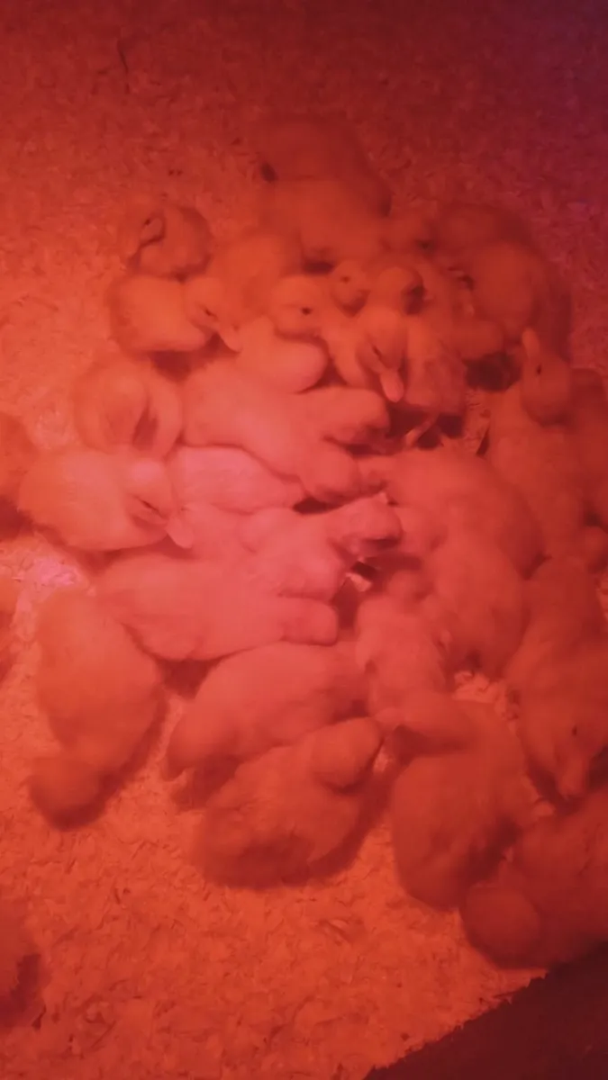 Poultry  limerick killmallock - Image 3