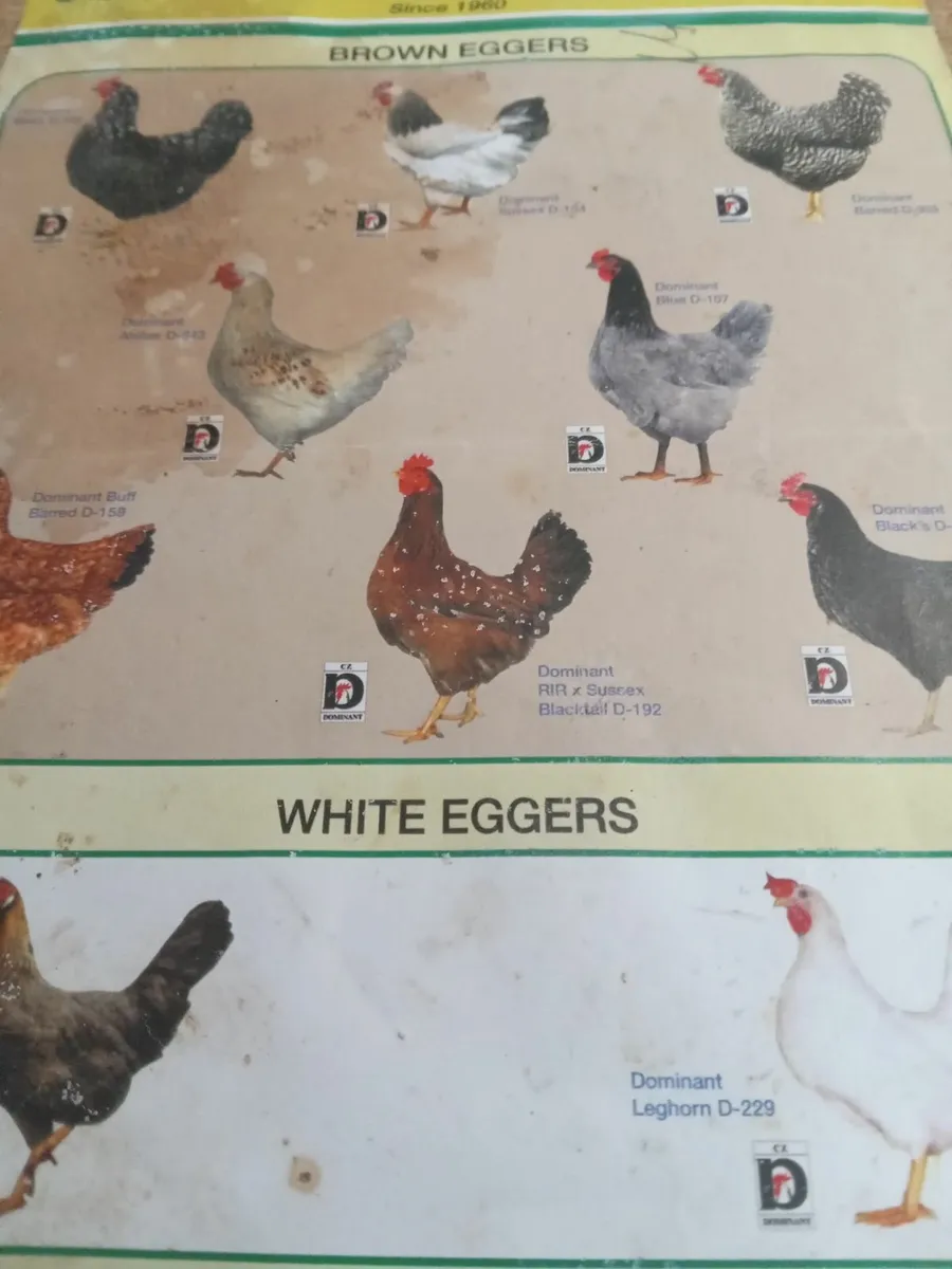 Poultry  limerick killmallock - Image 4