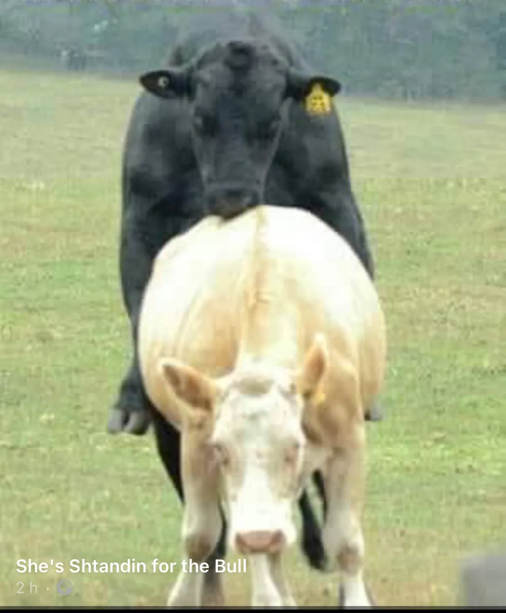 Bull & Ram semen analysis 2025 - Image 1