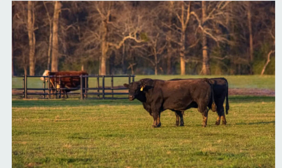 Bull & Ram semen analysis 2025 - Image 3