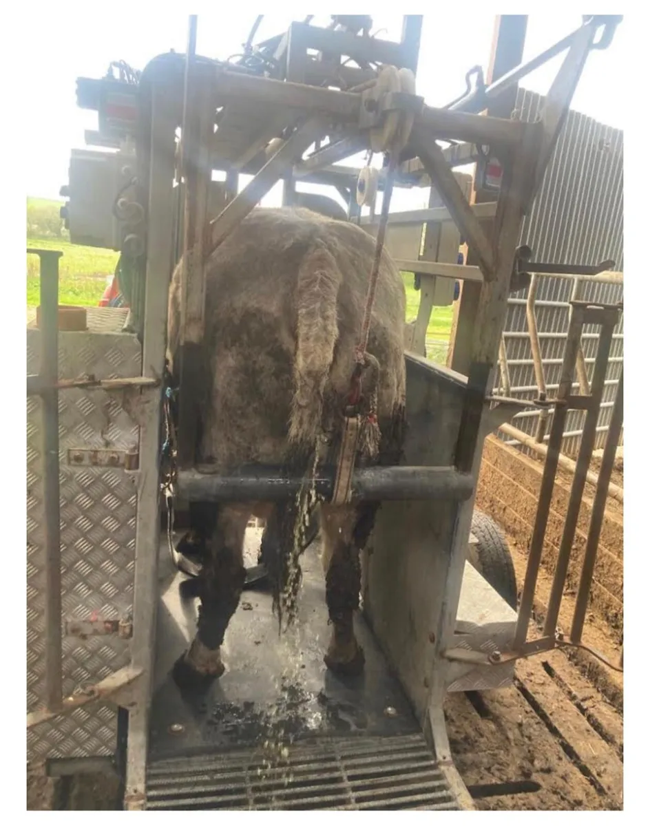 Hoof trimming - Image 2