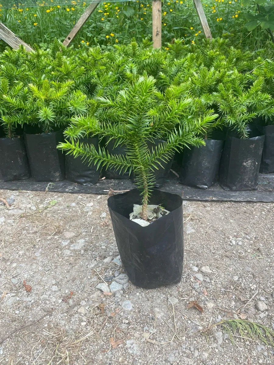 Monkey Puzzle - Image 2