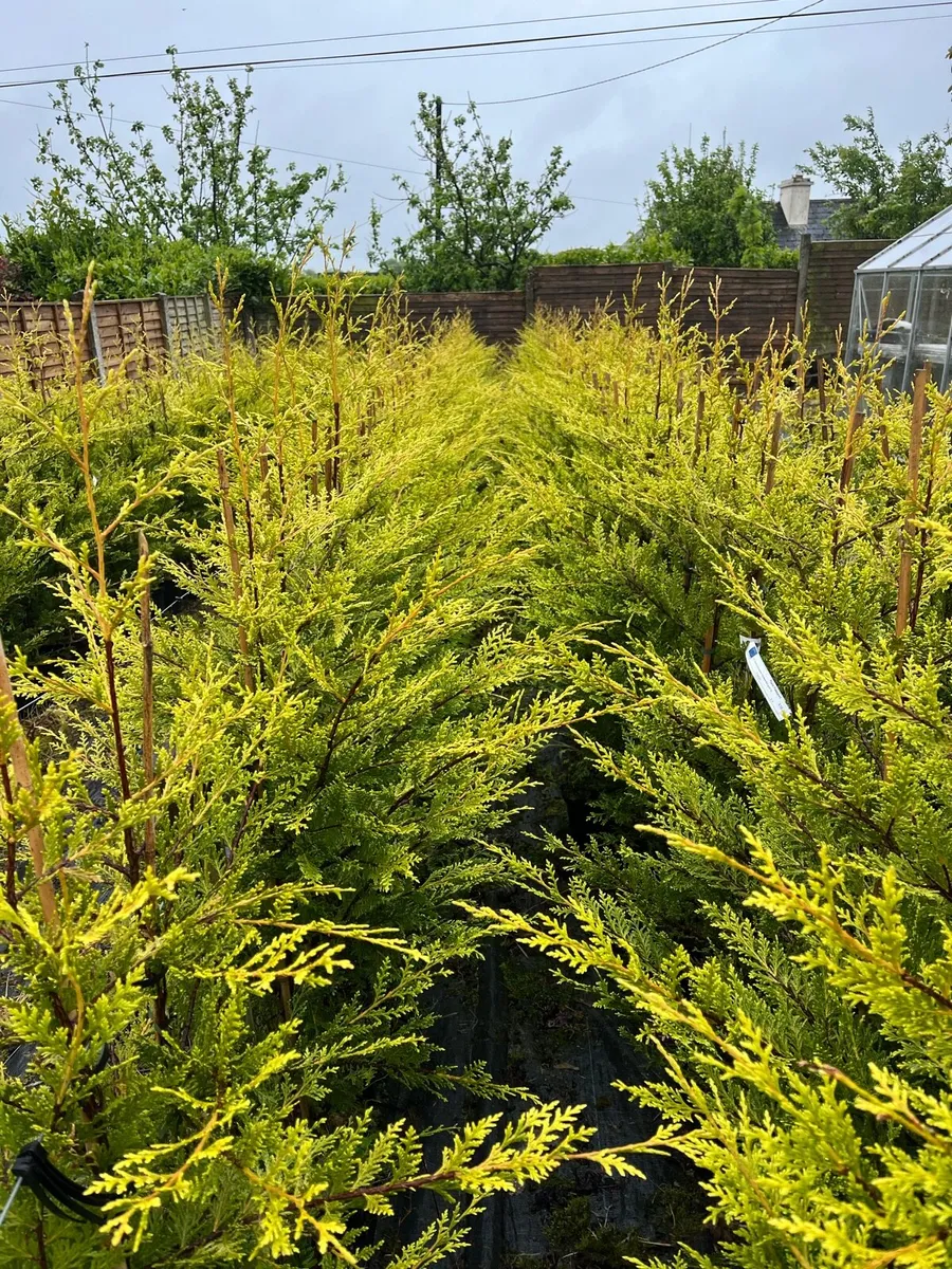 4/5ft  Leylandii golden and green €12 plus vat - Image 2