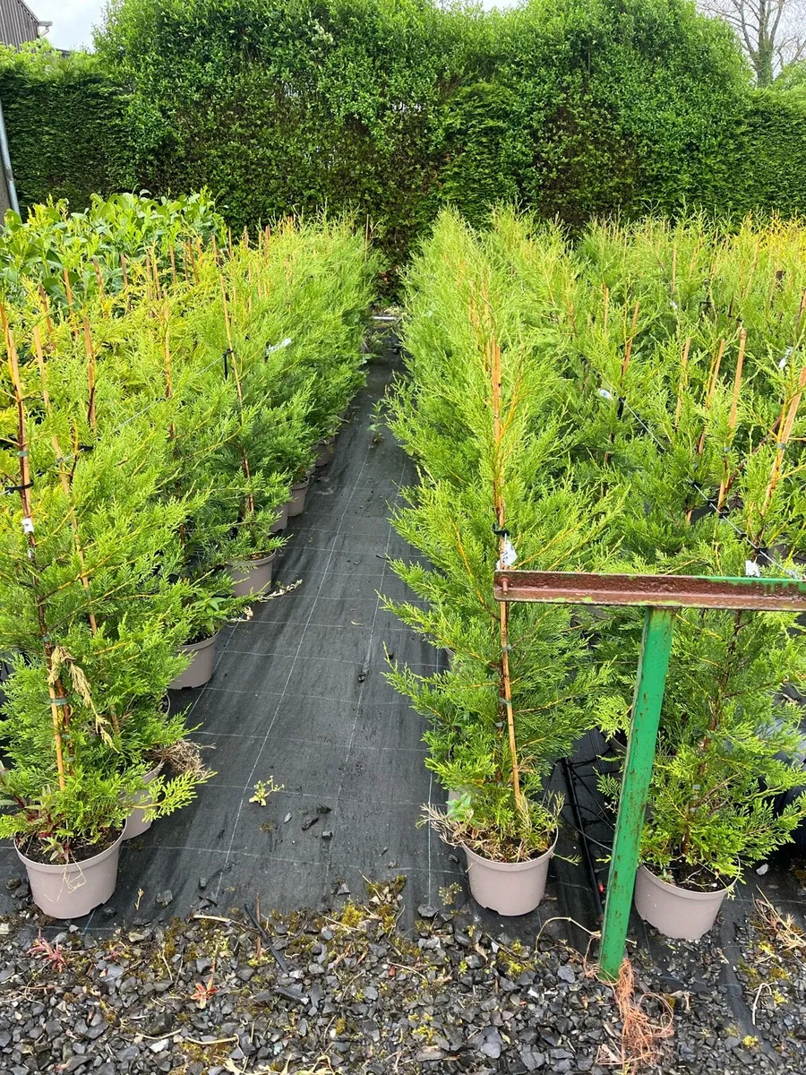 4/5ft  Leylandii golden and green €12 plus vat - Image 3