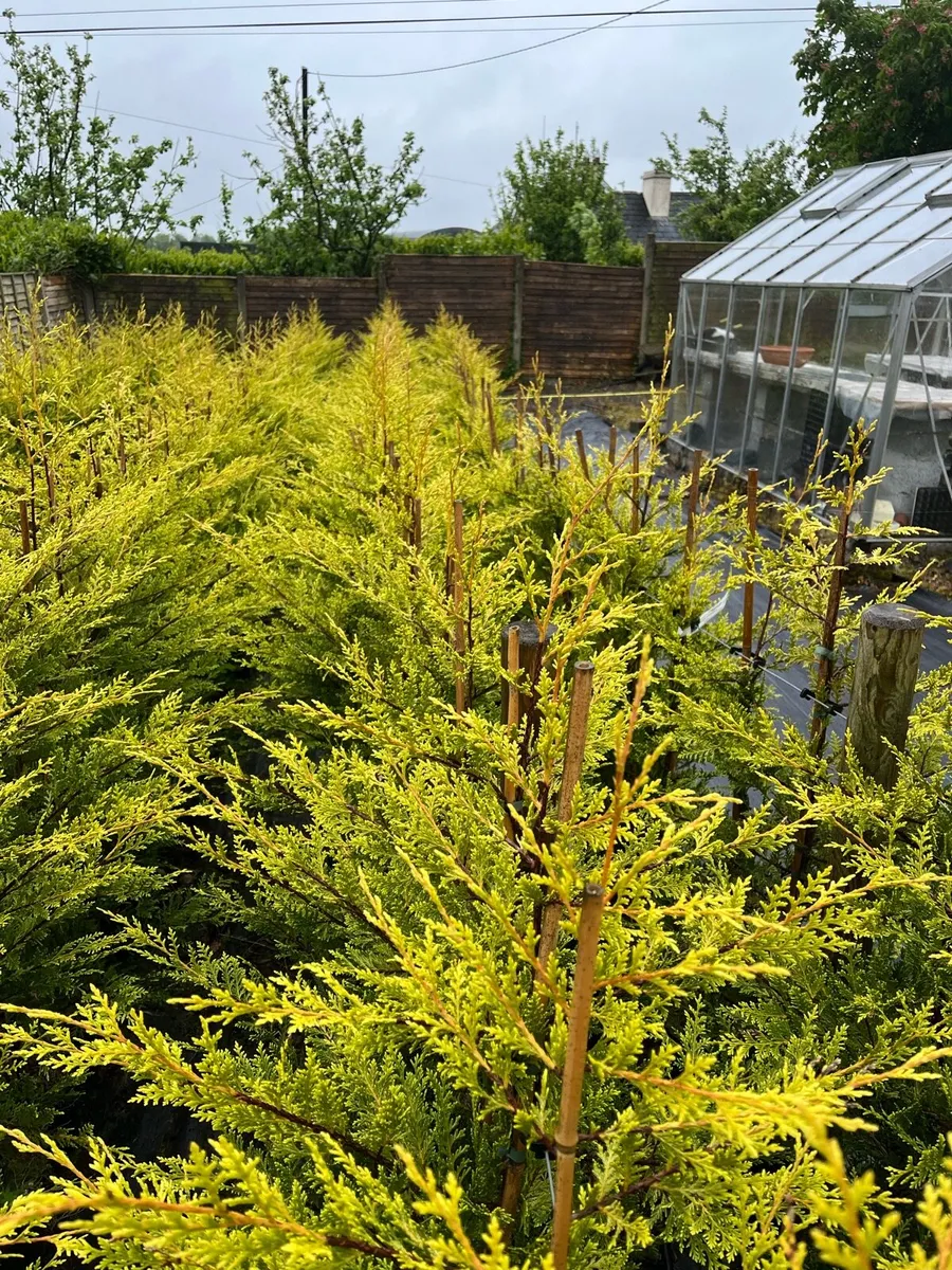 4/5ft  Leylandii golden and green €12 plus vat - Image 1