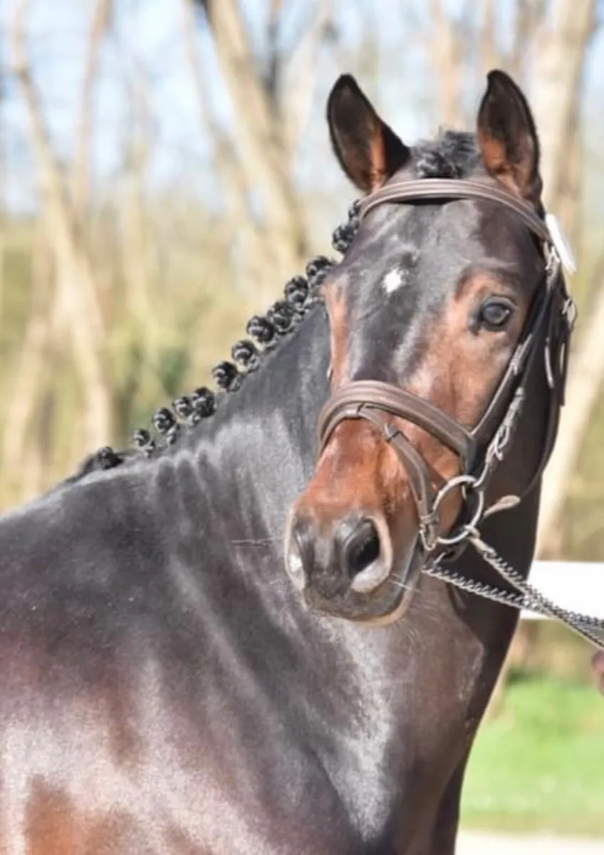Kit Harington Connemara Stallion At Stud - Image 1