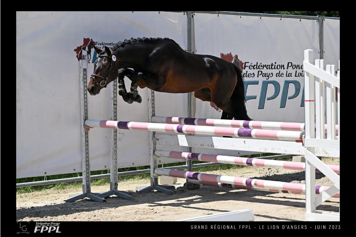 Kit Harington Connemara Stallion At Stud - Image 3