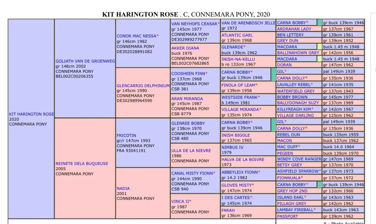 Kit Harington Connemara Stallion At Stud - Image 4