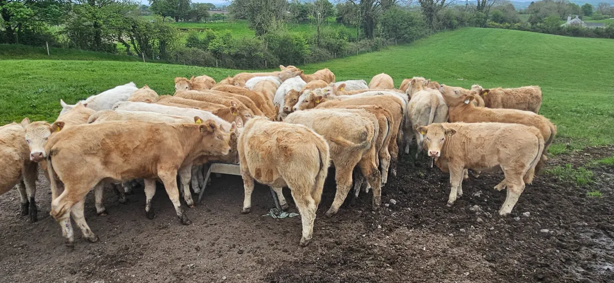 "West of Ireland Heifers" - Image 1