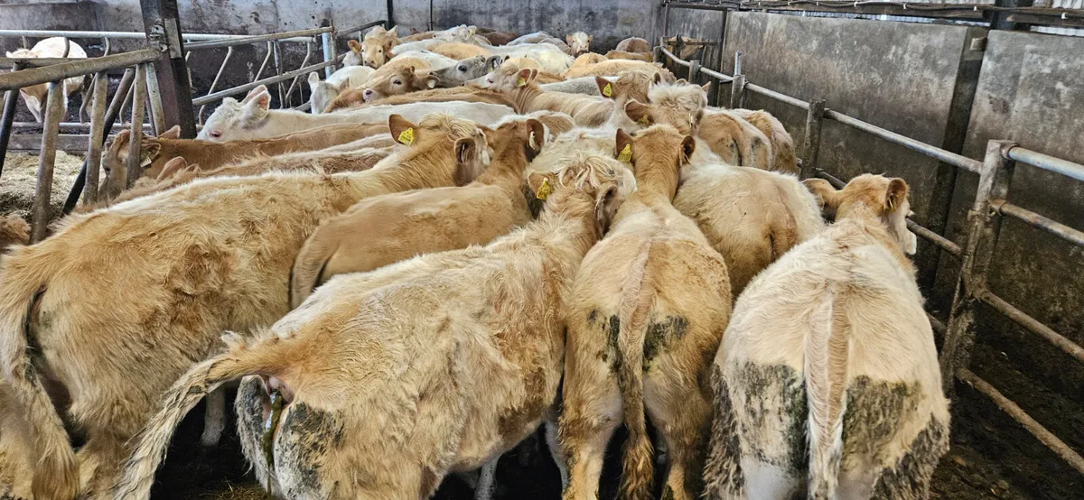 "West of Ireland Heifers" - Image 2