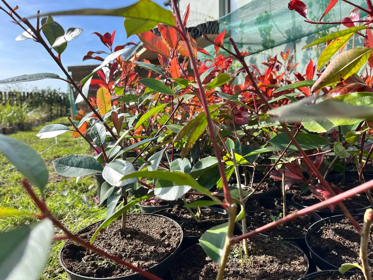 Red Robin & Laurel hedges tree - shrub - screening - Image 2