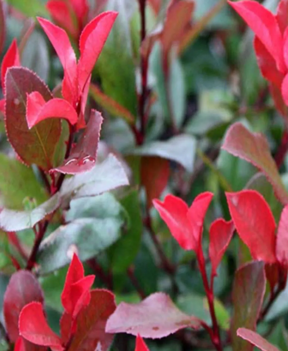 Red Robin & Laurel hedges tree - shrub - screening - Image 1
