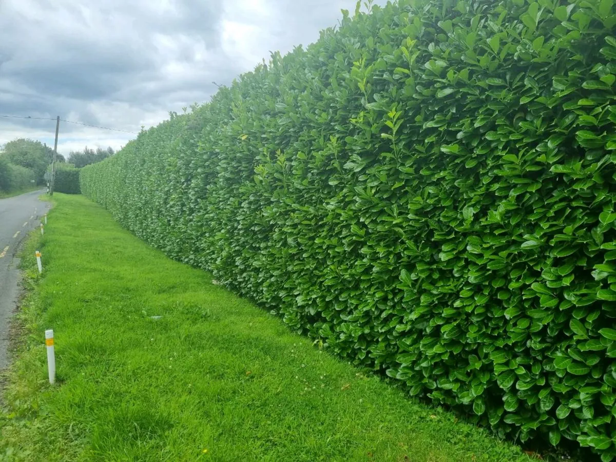 Laurel hedging starting at 1/2 ft - Image 2