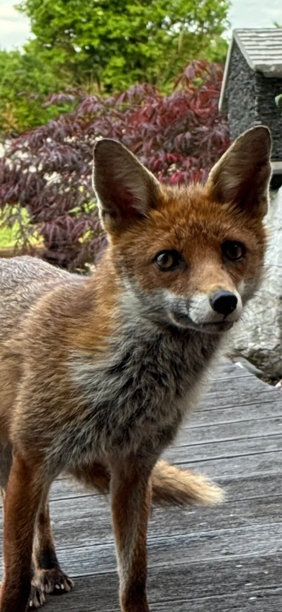 Stone,Beach Pebbles, Boulders, rockery stone, Chip - Image 3