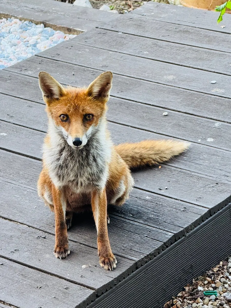 Cobbles , Boulders, Rockery stone, Beach Pebbles. - Image 3