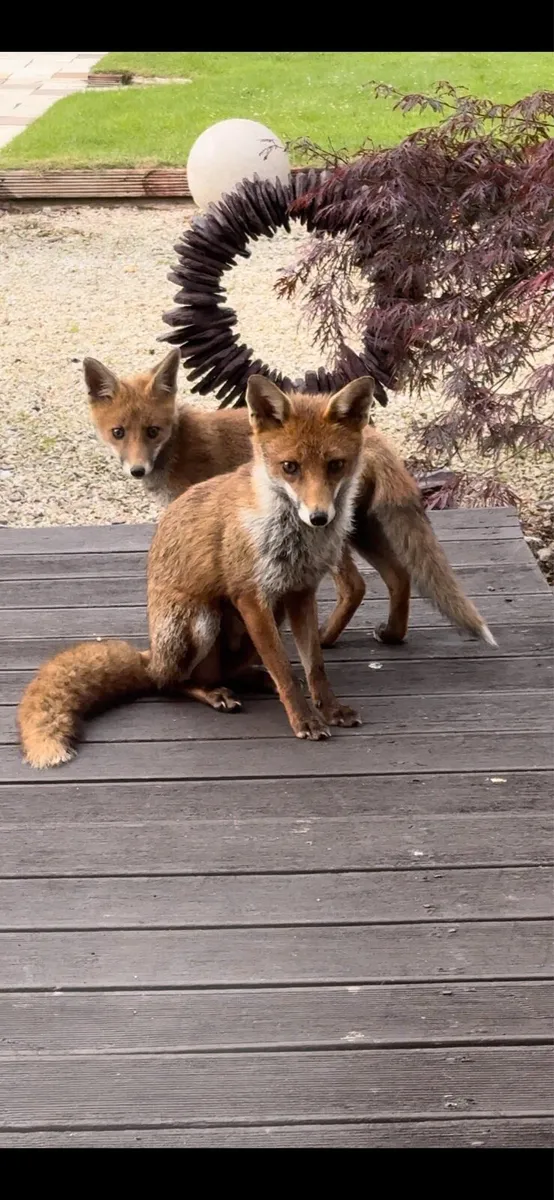 Cobbles , Boulders, Rockery stone, Beach Pebbles. - Image 2