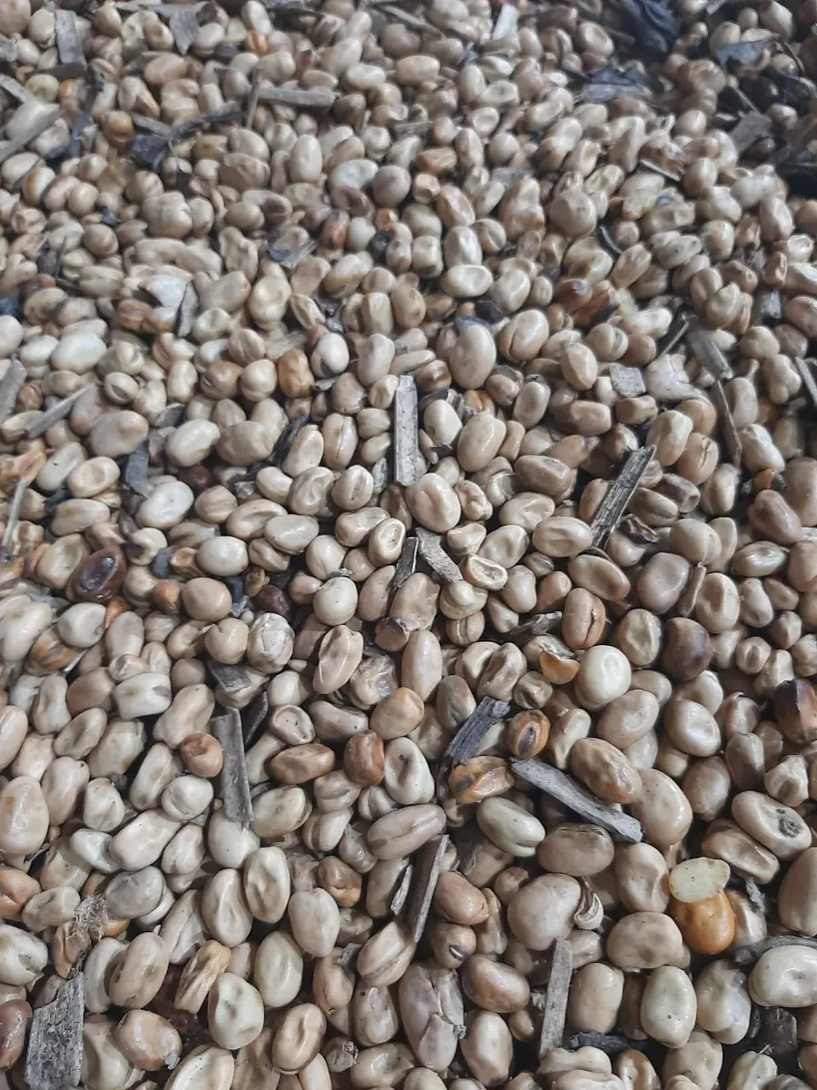 Feed beans grown local for locals