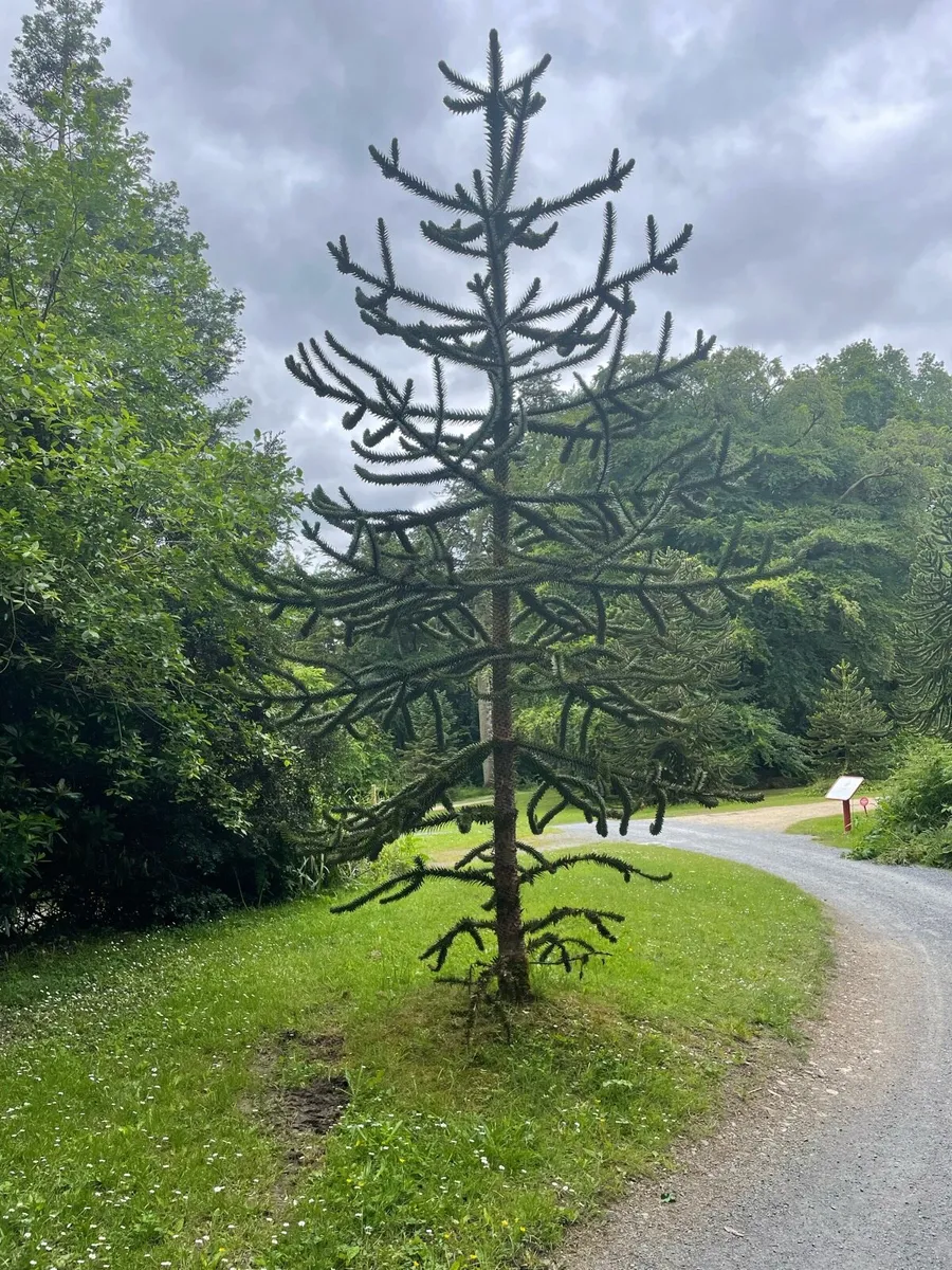 Monkey Puzzle - Image 1