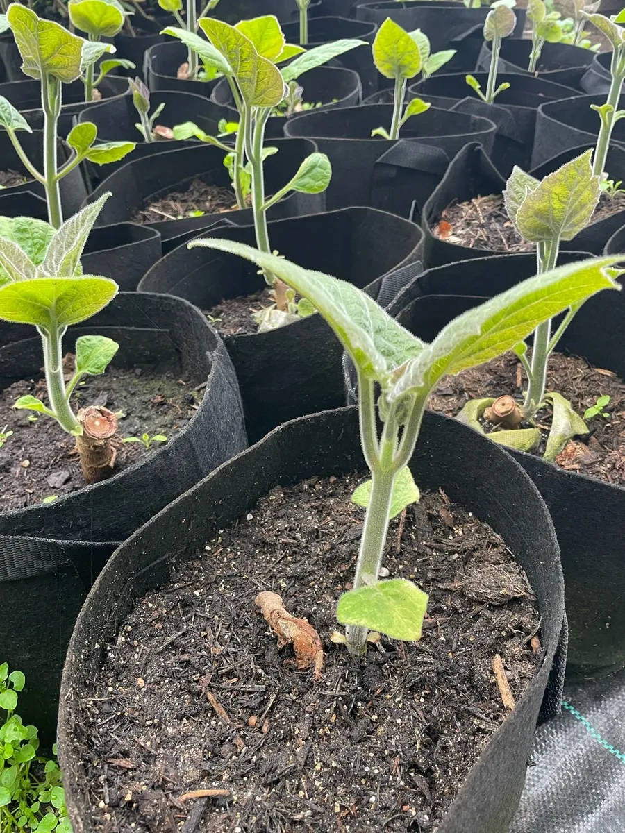 Paulownia Elongata - Image 4